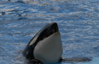 thumbs/seaworld 116.png